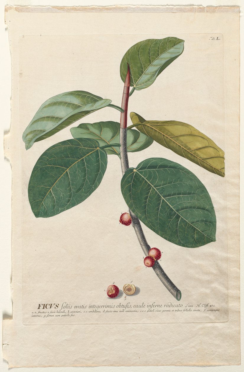 Selecionar plantas: Não. 50 - A Fig. de Georg Dionysius Ehret