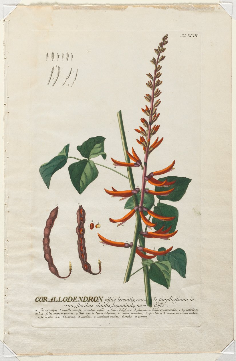 Selecionar plantas: Não. 58 - Corallodendron. de Georg Dionysius Ehret