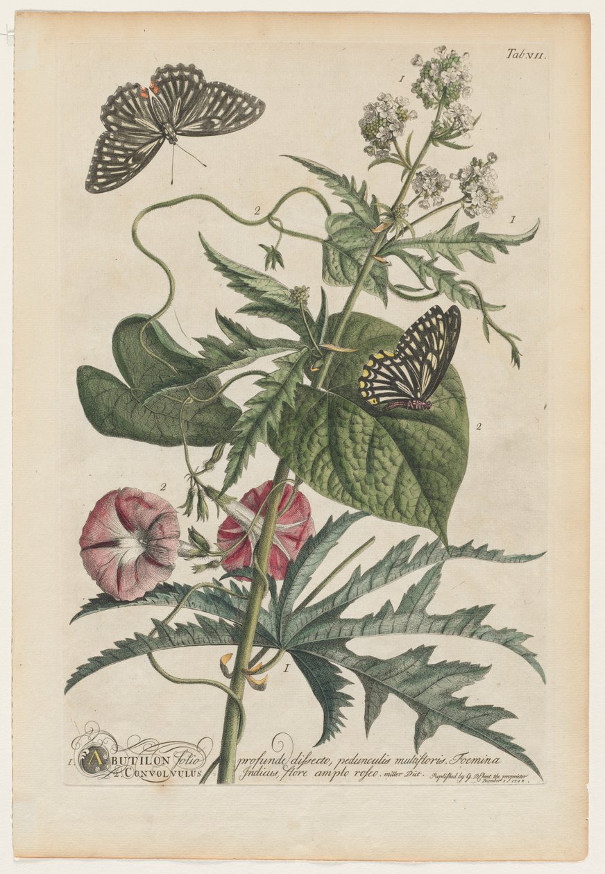 Plantas e borboletas mais raras: Não. 7 de Georg Dionysius Ehret