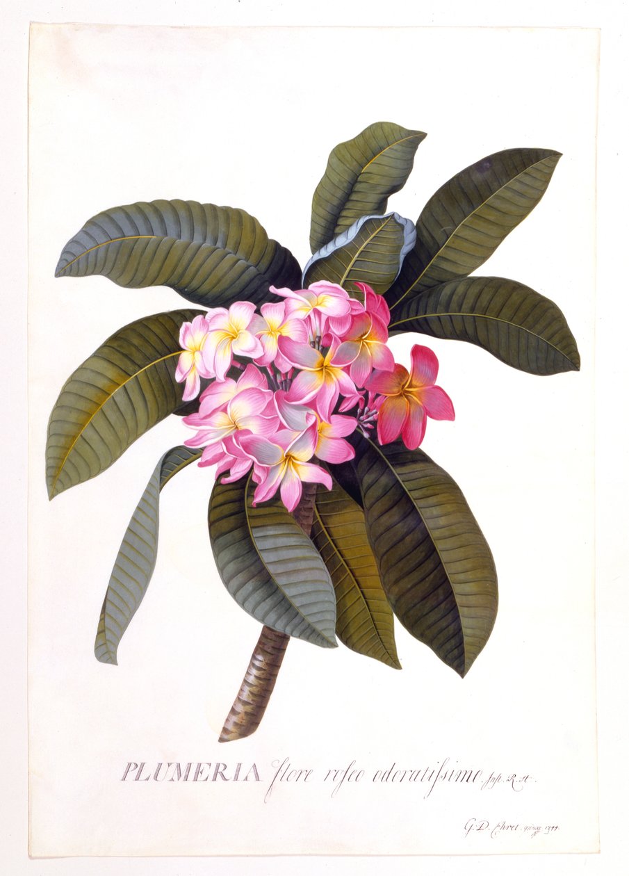 Plumeria, c 1744 gravura colorida à mão. de "Georg Dionysius Ehret