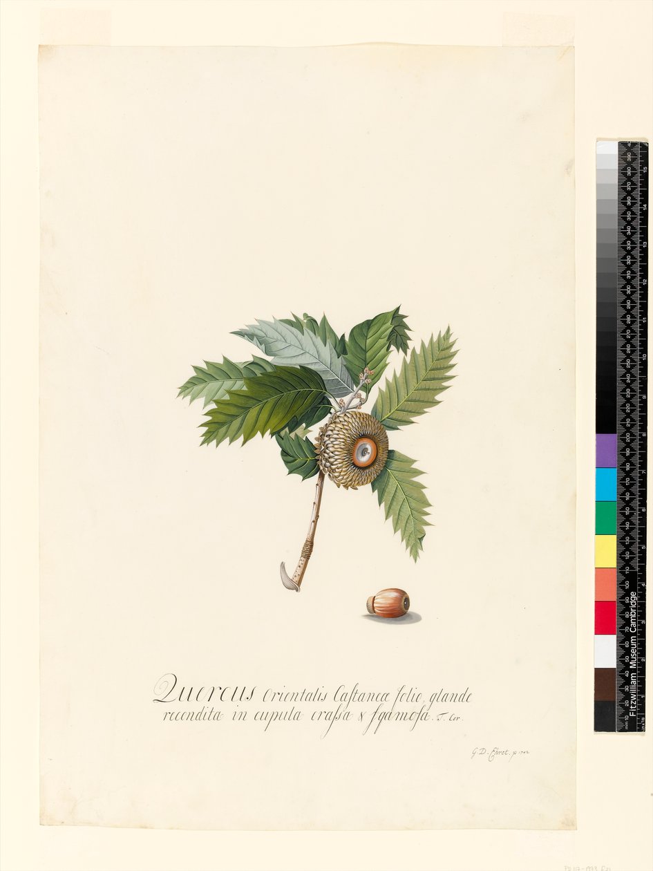 Quercus Orientalis, 1742 (wc e bodycolour em velino) de Georg Dionysius Ehret