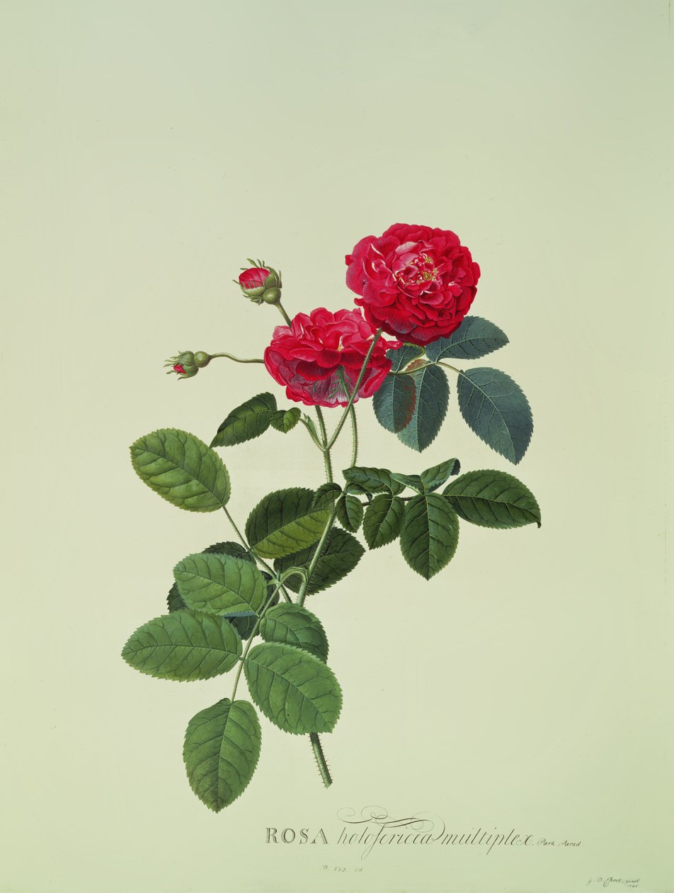 Rosa: Holoferica multiplex (Park Parade) de Georg Dionysius Ehret