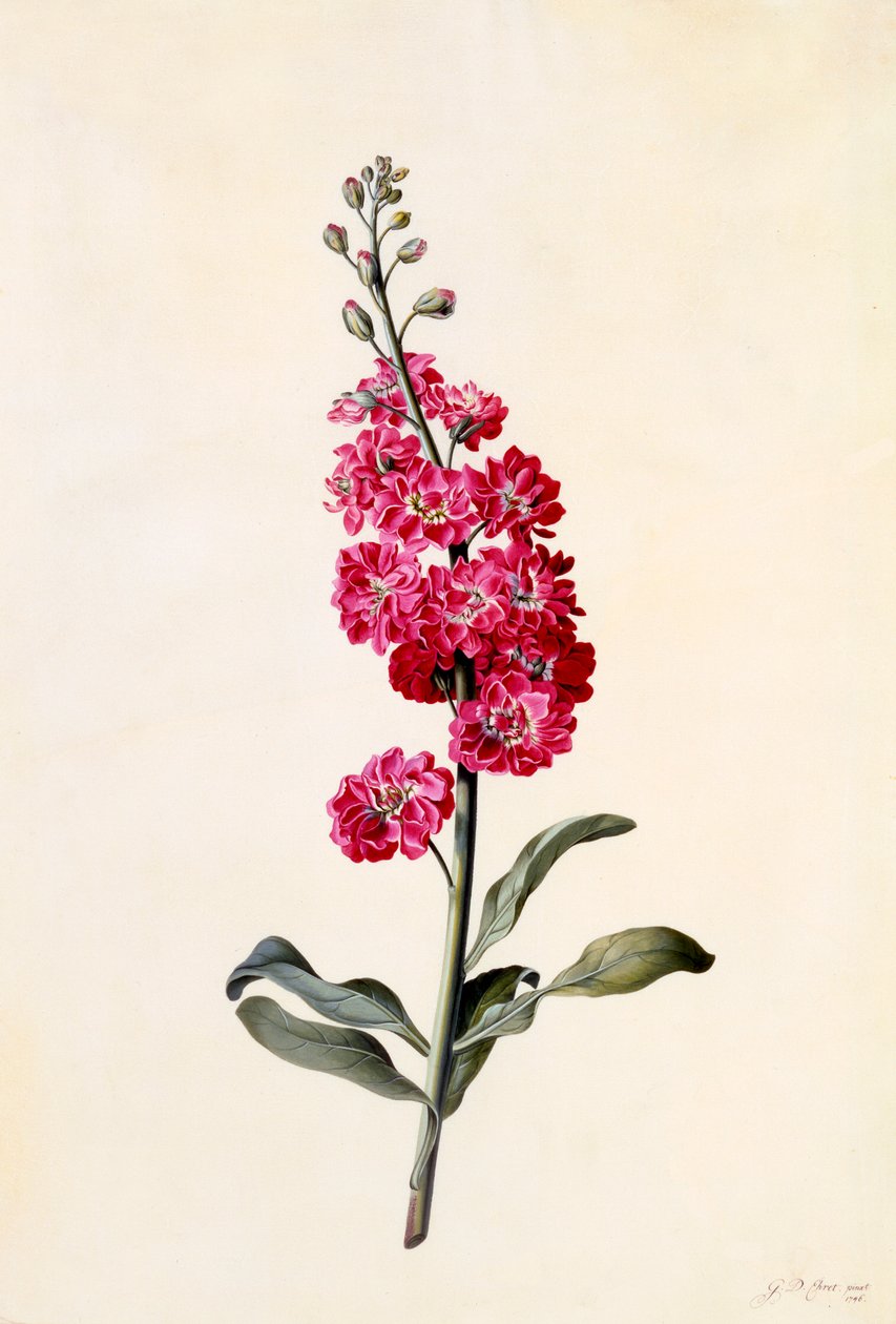 Estoque Matthiola Incana, c. 1746 gravura colorida à mão. de "Georg Dionysius Ehret