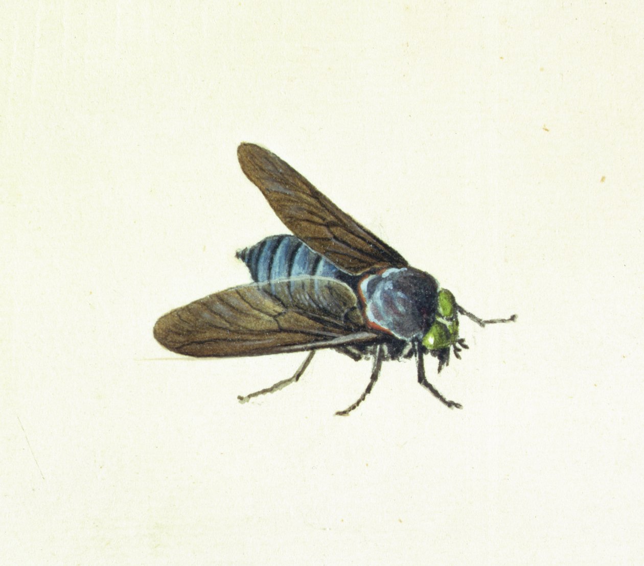 A mosca do cavalo, do século XVIII de Georg Dionysius Ehret