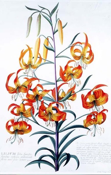 TigerLily de Georg Dionysius Ehret
