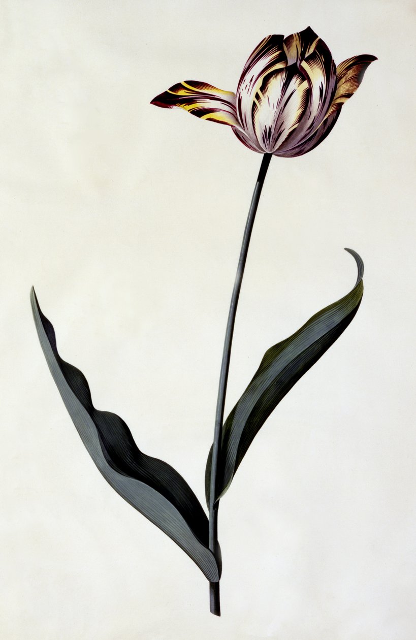 Tulipa, c.1745 (gravura colorida à mão) de Georg Dionysius Ehret