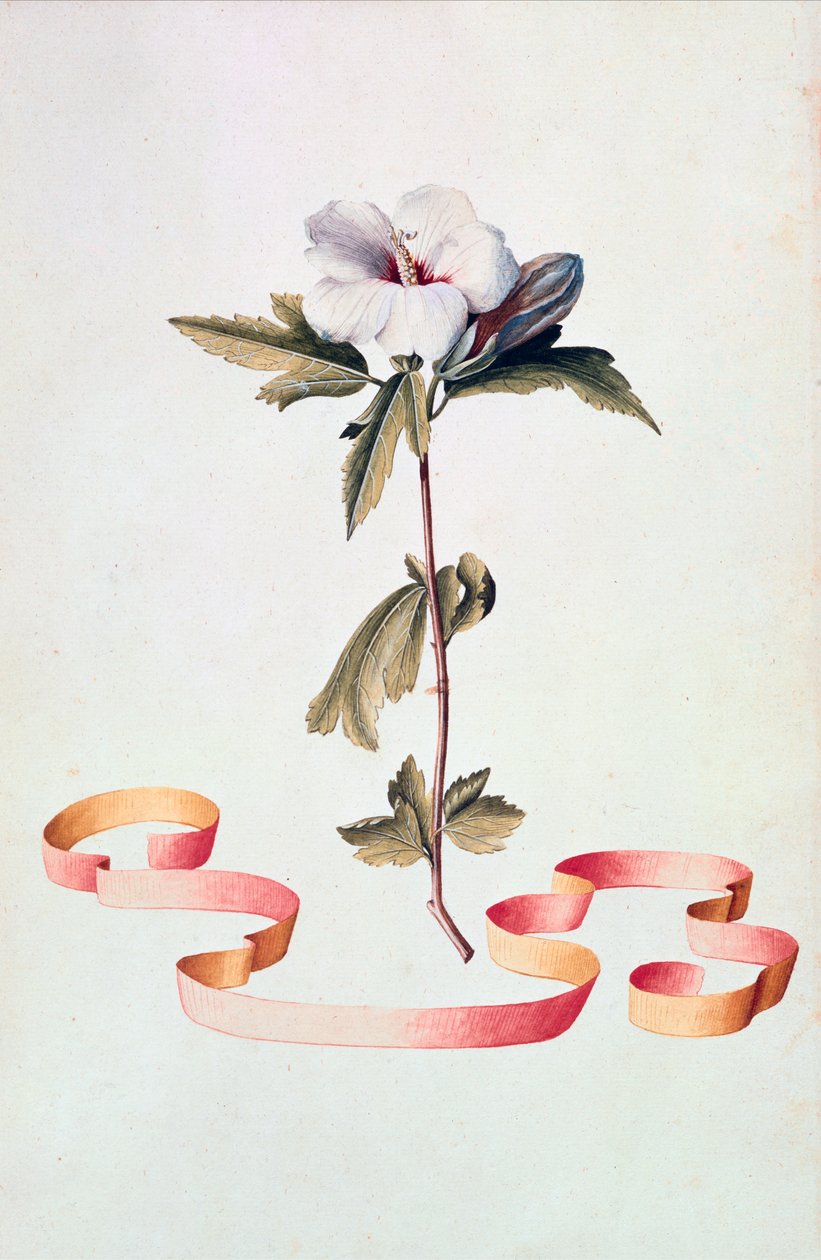Hibisco Branco de Georg Dionysius Ehret