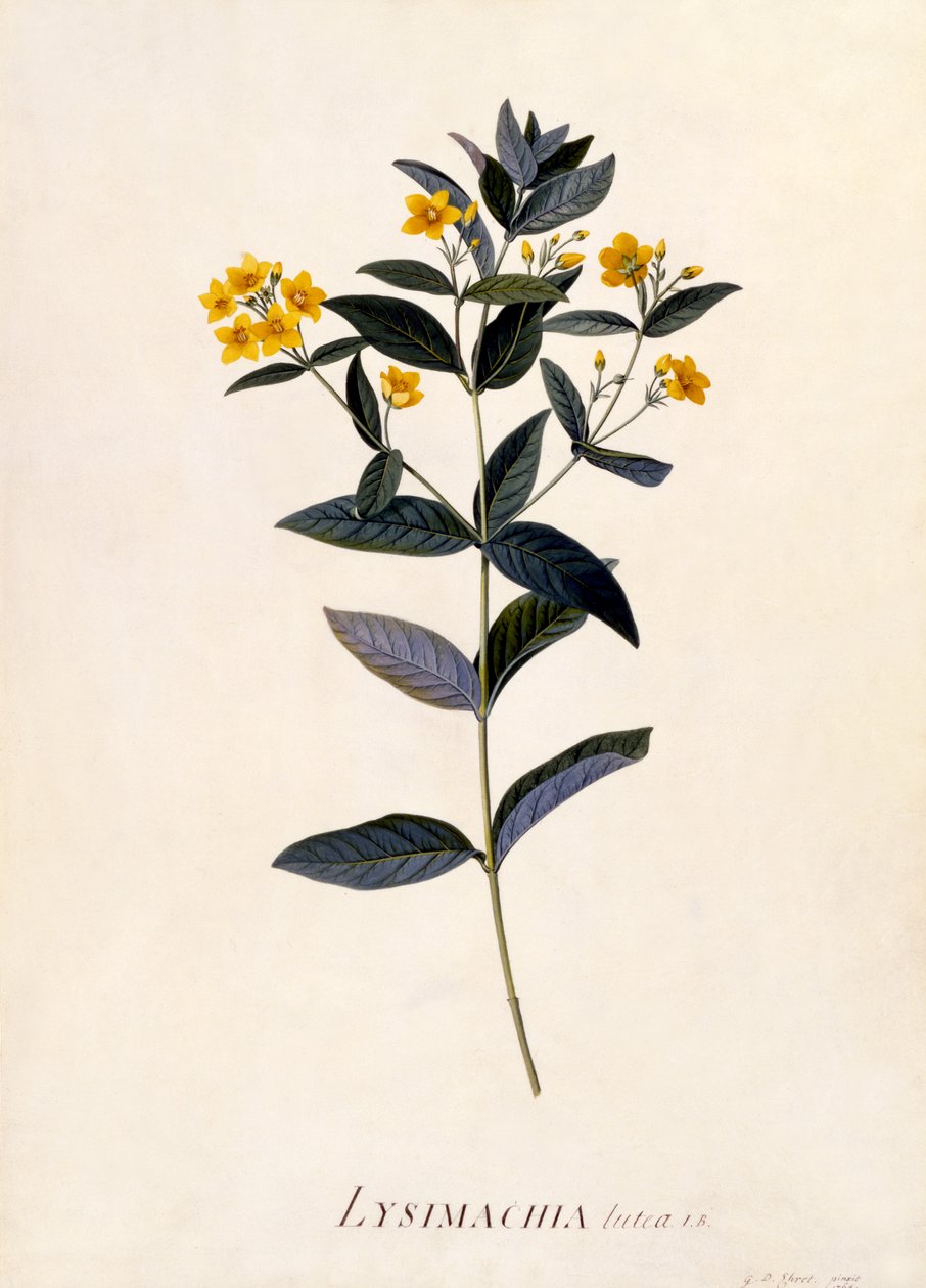 Loosestrife Amarelo, c.1760 (gravura colorida à mão) de Georg Dionysius Ehret