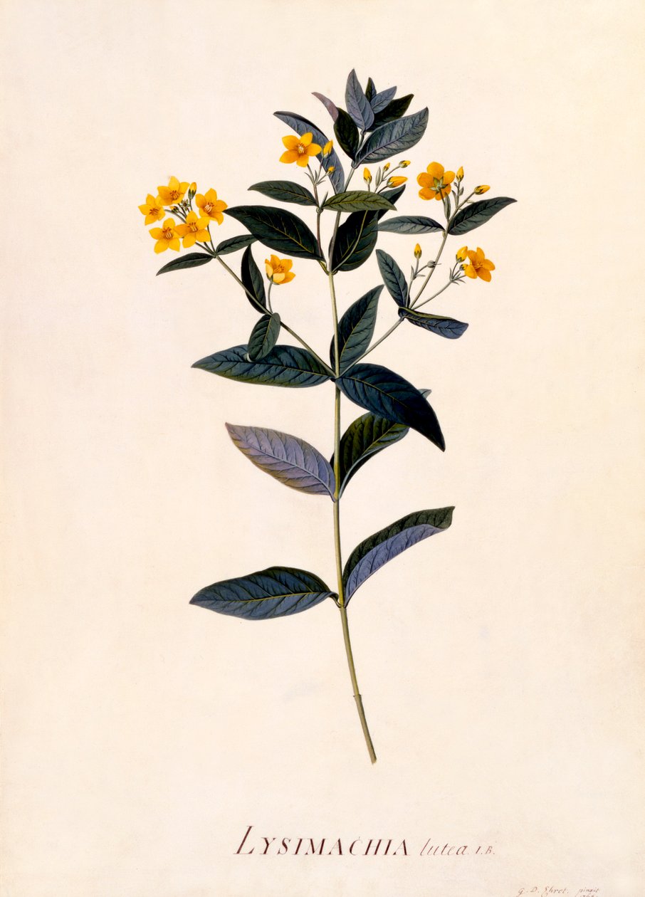 Amarelo Loosestrife, c 1760 gravura colorida à mão. de "Georg Dionysius Ehret