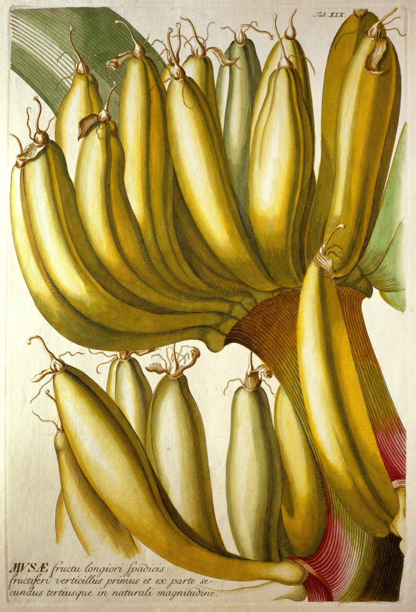 Bananas jovens, de CJ Trew "s" Plantae Selectae ", 1750-73 de Georg Dionysius Ehret