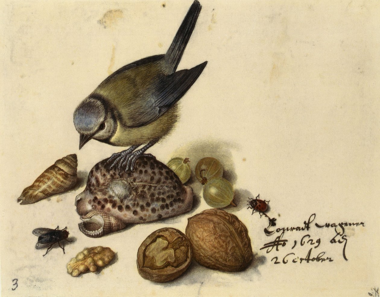 Natureza morta com chapim azul, conchas, frutas e insetos, 1629. de Georg Flegel