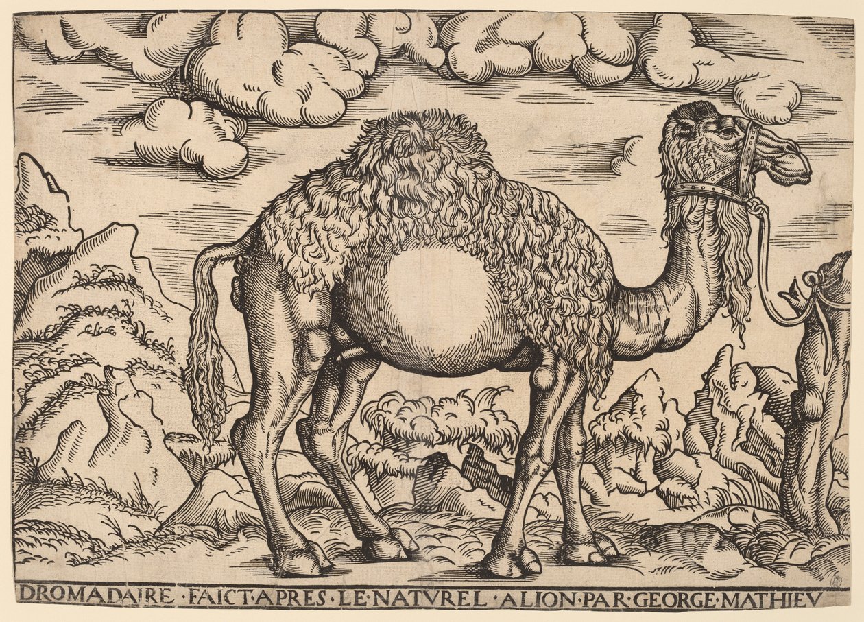 Um dromedário de Georg Mattheus