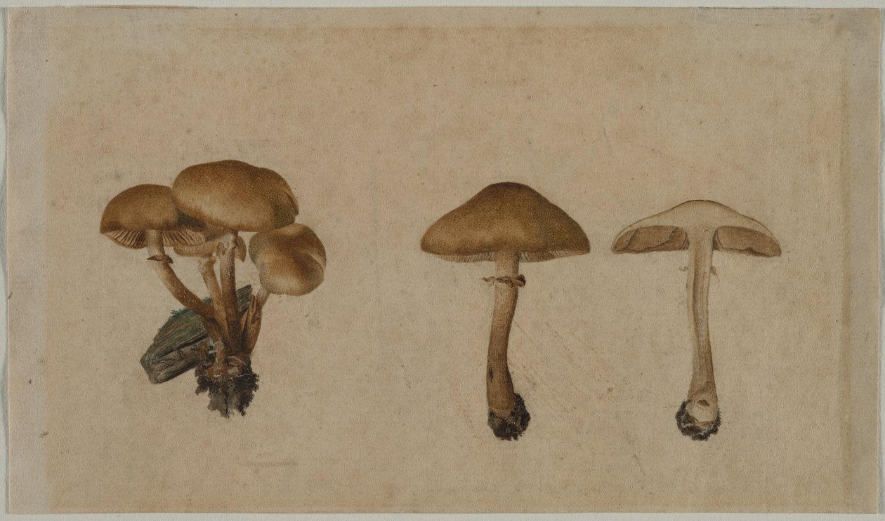 Cogumelos, 1751. de Georg Wilhelm Baurenfeind