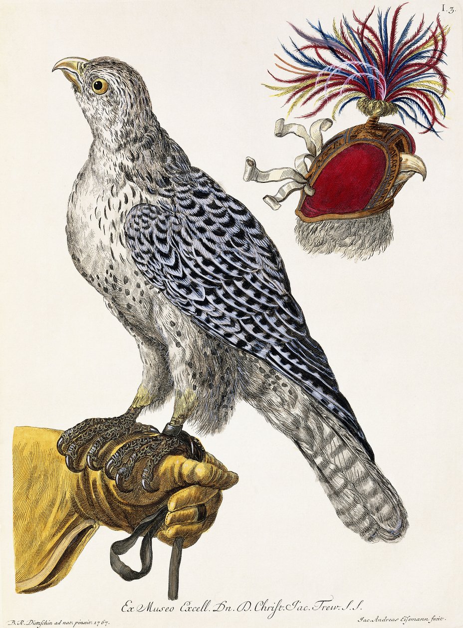 Falcoaria, Placa 3, de "Natureza encanta: Select", 1771 de Georg Wolfgang Knorr