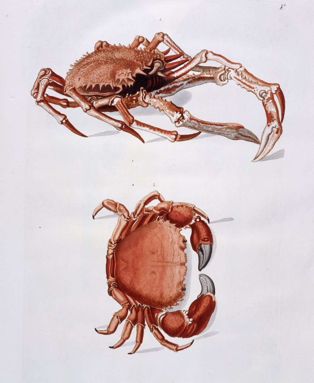 Ilustração de lagosta e caranguejo, de Georg Wolfgang Knorr