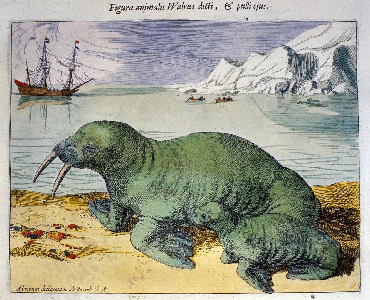 Representação de uma morsa, animal polar. Gravura de Atlas de Braun & Hogenberg, Amsterdam 1590 de Georg Braun and Hogenberg Franz