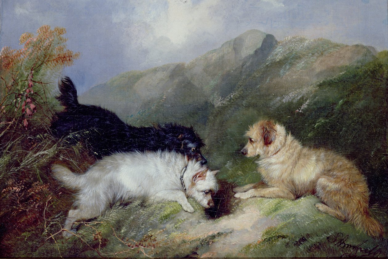 Terriers Rabbiting de George Armfield