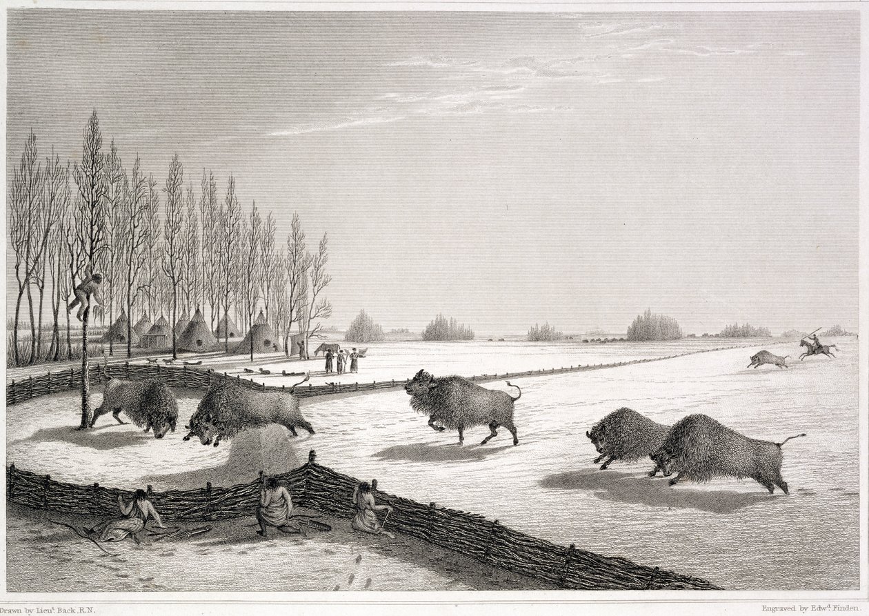 Uma libra de búfalo, de &39;narrativa de uma viagem para as margens do mar polar nos anos 1819-22&39; por John Franklin (1786-1847) gravado por Edward Finden (1791-1857) 1823 de George Back