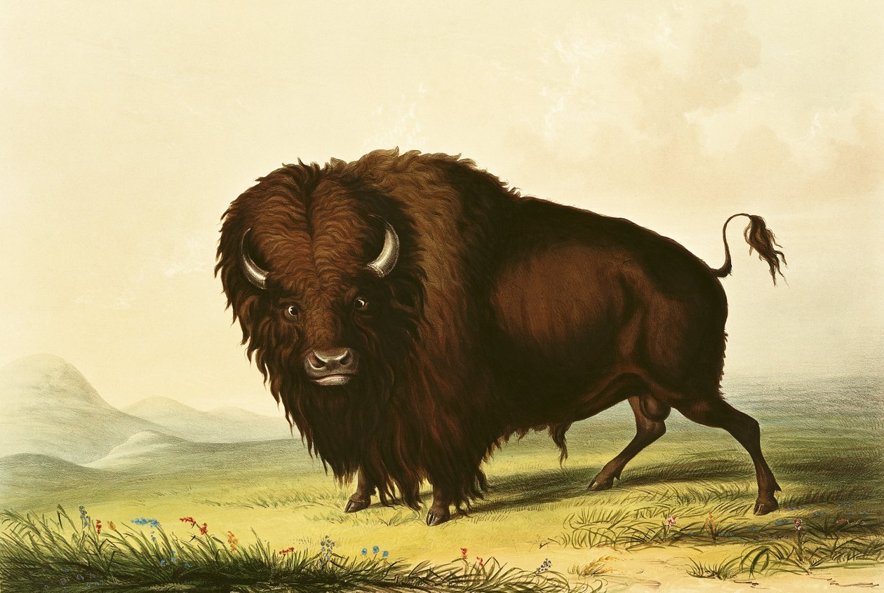 Um bisonte, c.1832 de George Catlin