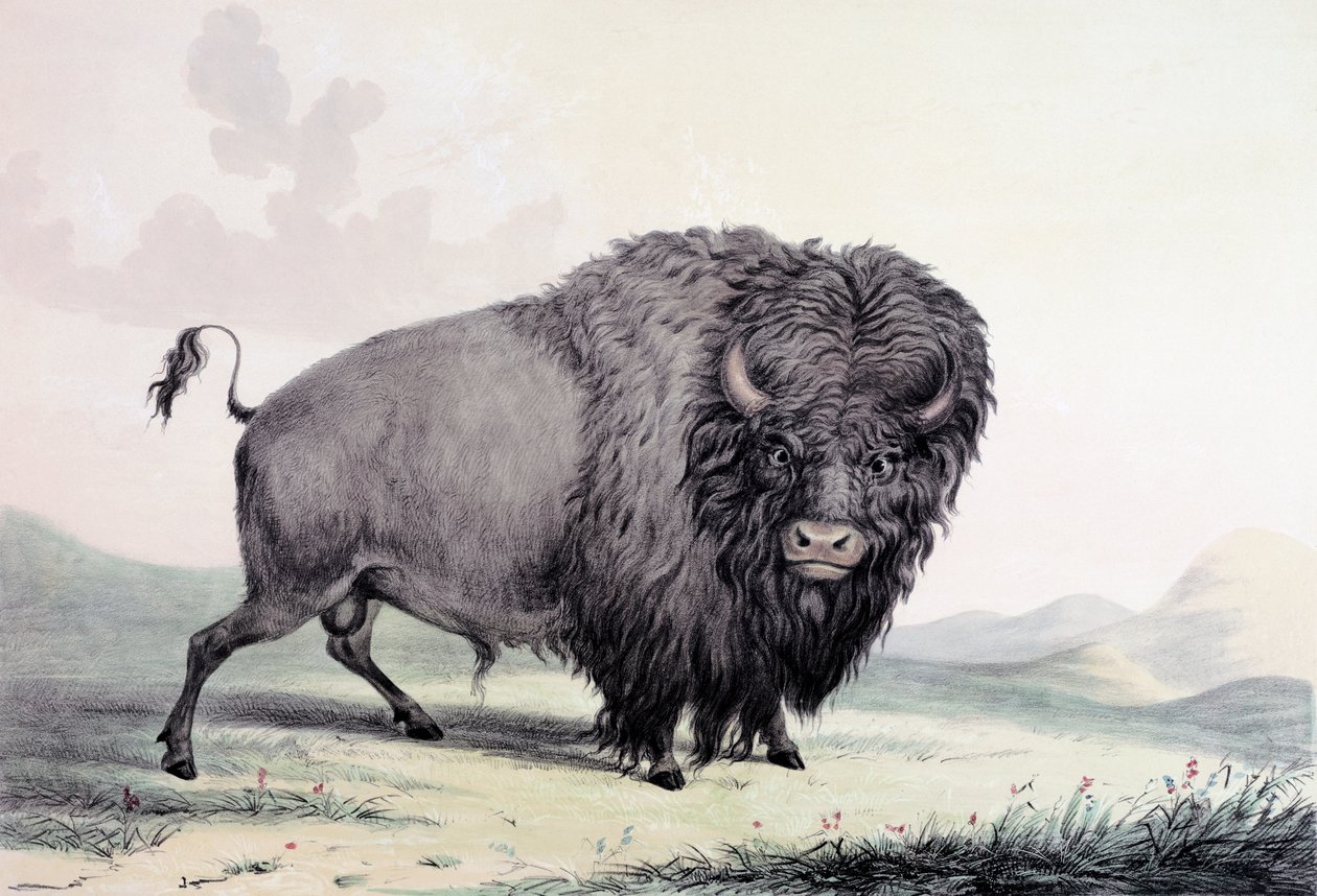 Um touro de búfalo pastando de George Catlin