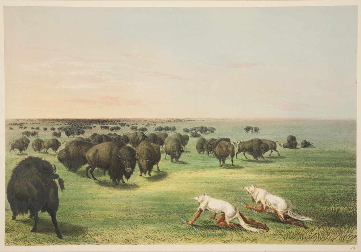Índios que caçam o búfalo sob uma máscara de pele de lobo, de Ilustrações dos costumes, costumes e condições dos índios norte-americanos, Londres, 1845 (gravura colorida à mão) de George Catlin
