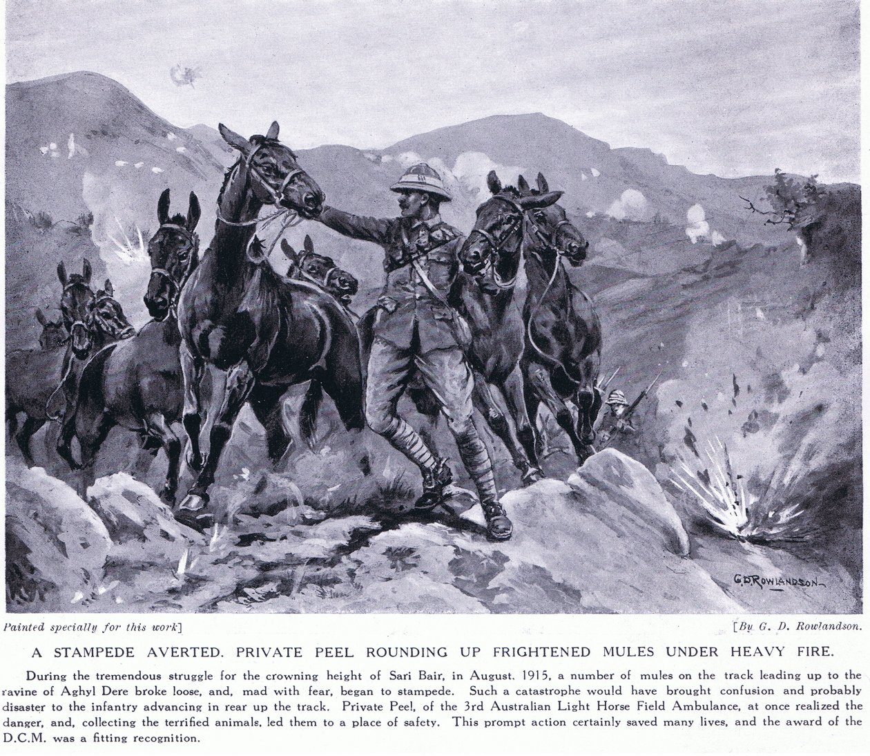 Stampede evitou Peel Privado encurralando mulas assustadas em Sari Bair Agosto de 1915 de George Derville Rowlandson