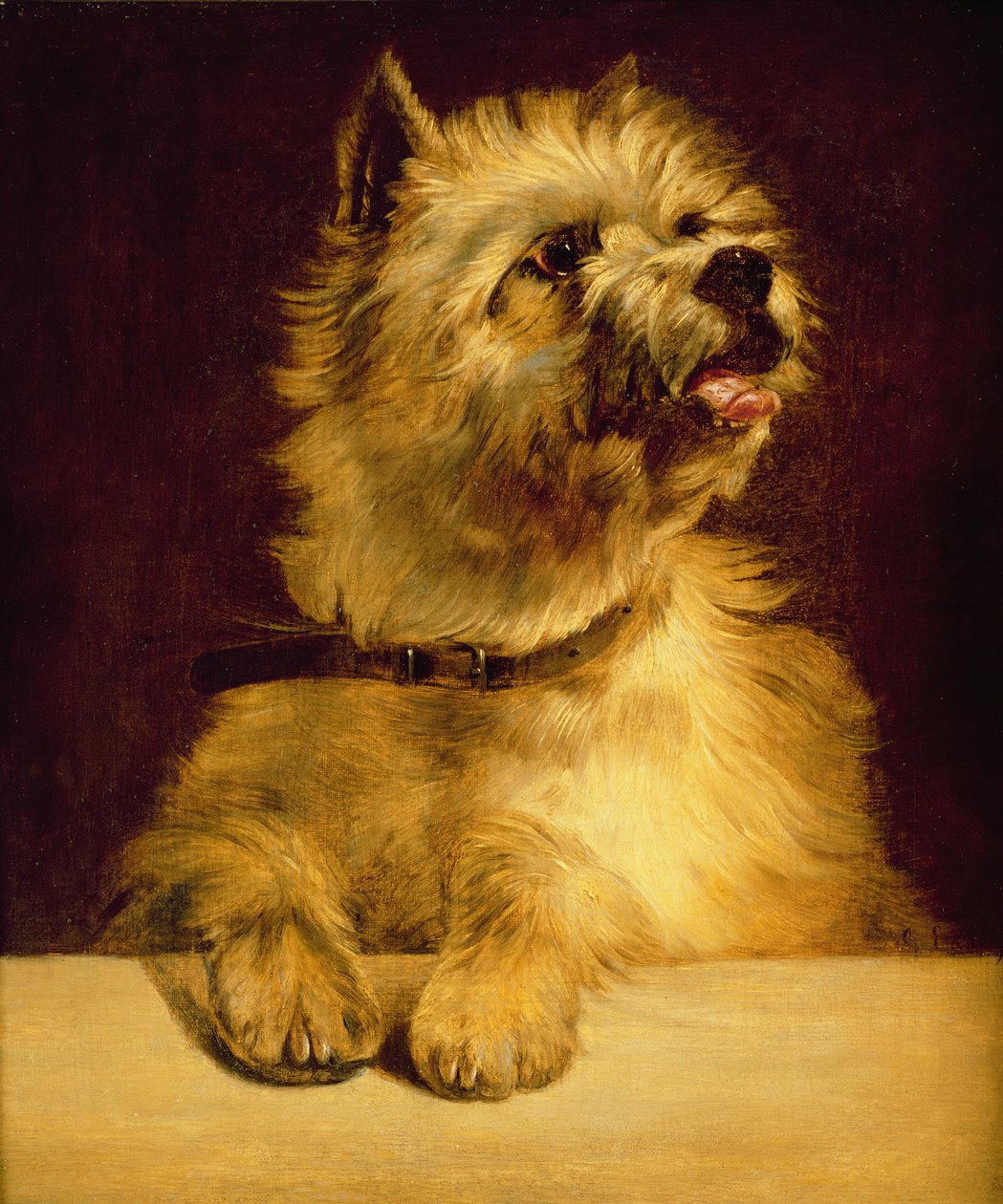 Cairn Terrier de George Earl