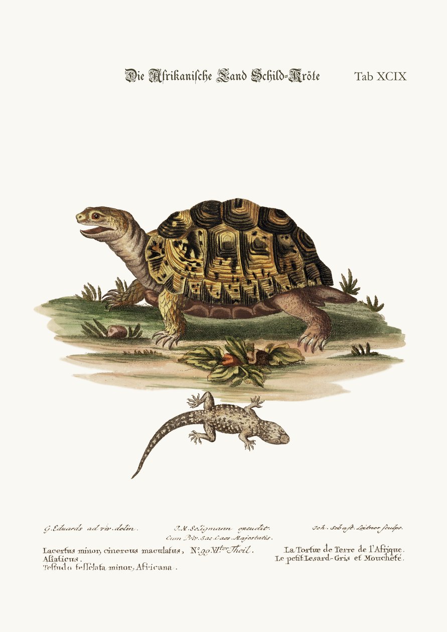 A tartaruga terrestre africana. O pequeno lagarto cinzento manchado, 1749-73 de George Edwards