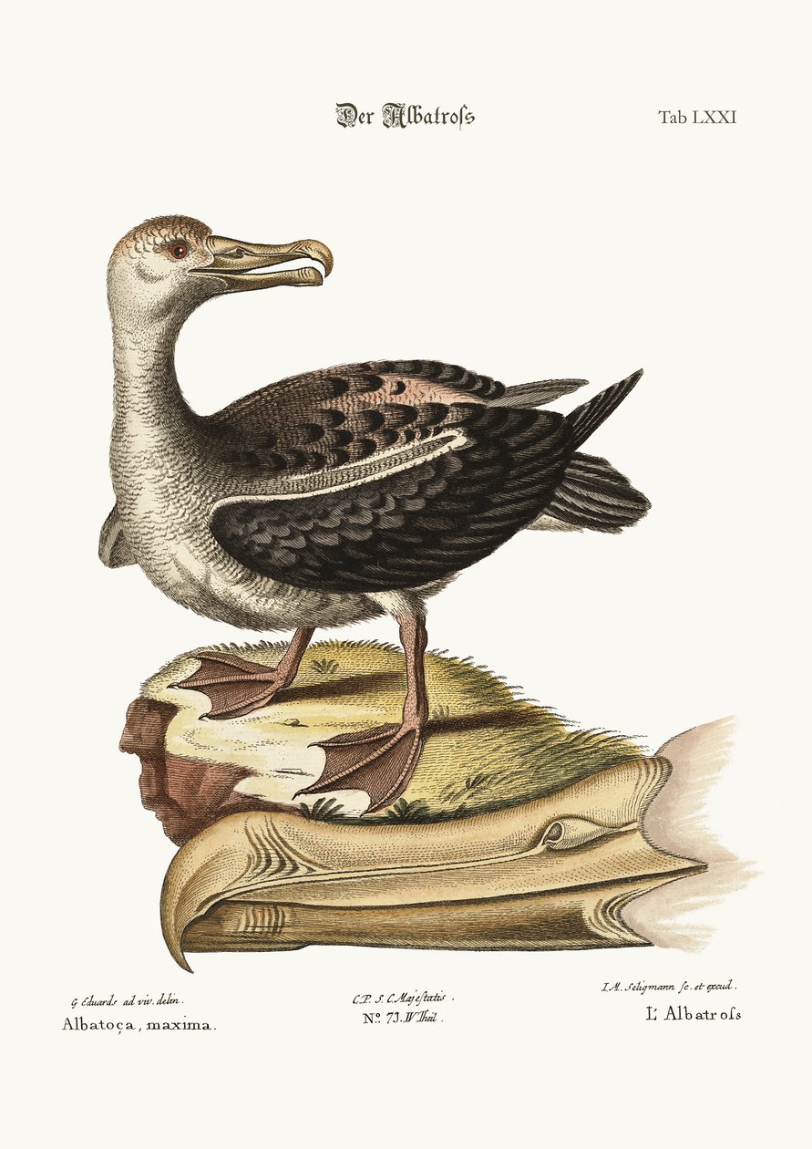 O albatroz, 1749-73 de George Edwards