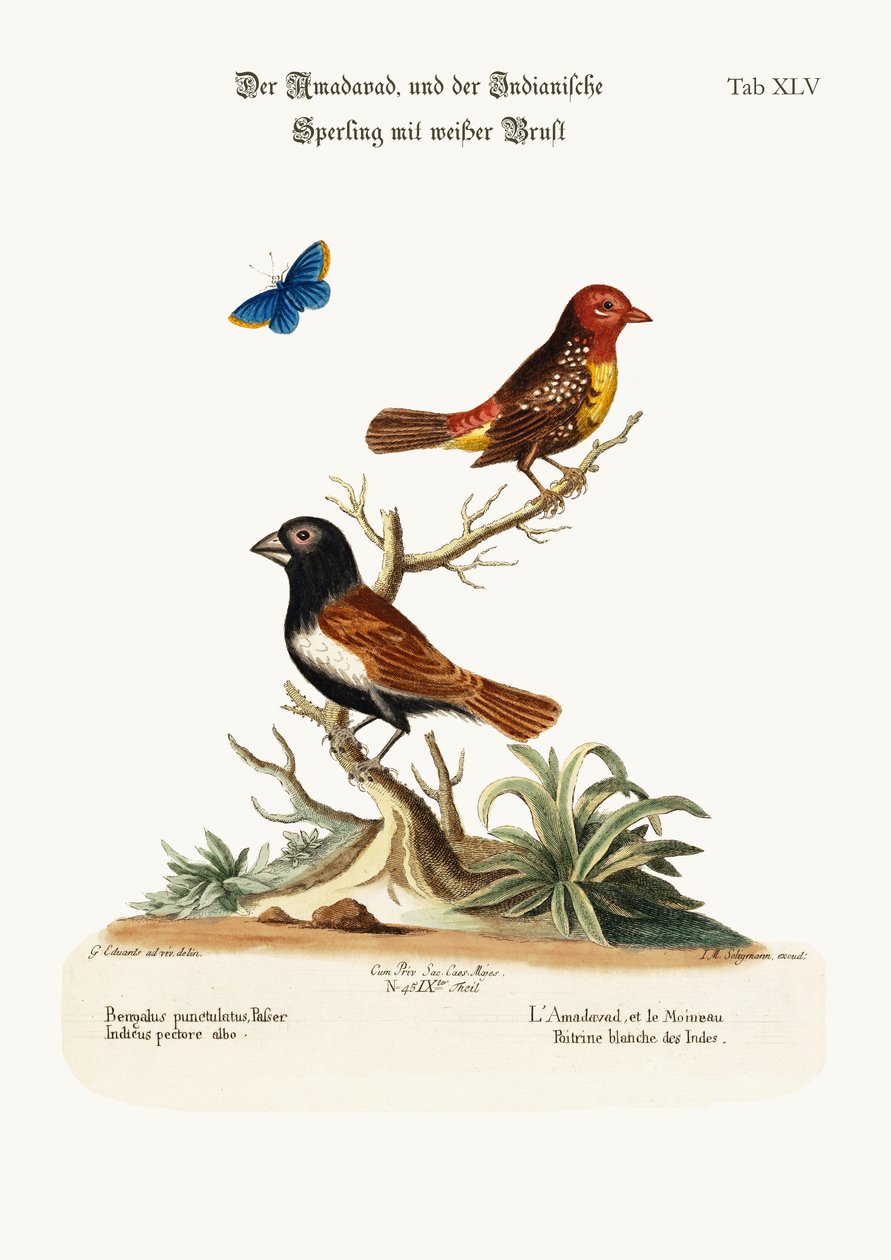 O Amadavad e o Pardal Indiano de peito branco, 1749-73 de George Edwards