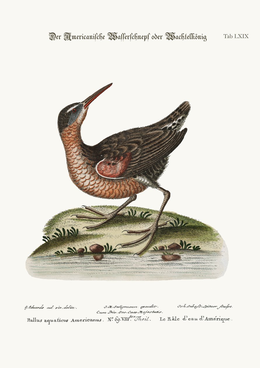 O American Water Rail, 1749-73 de George Edwards