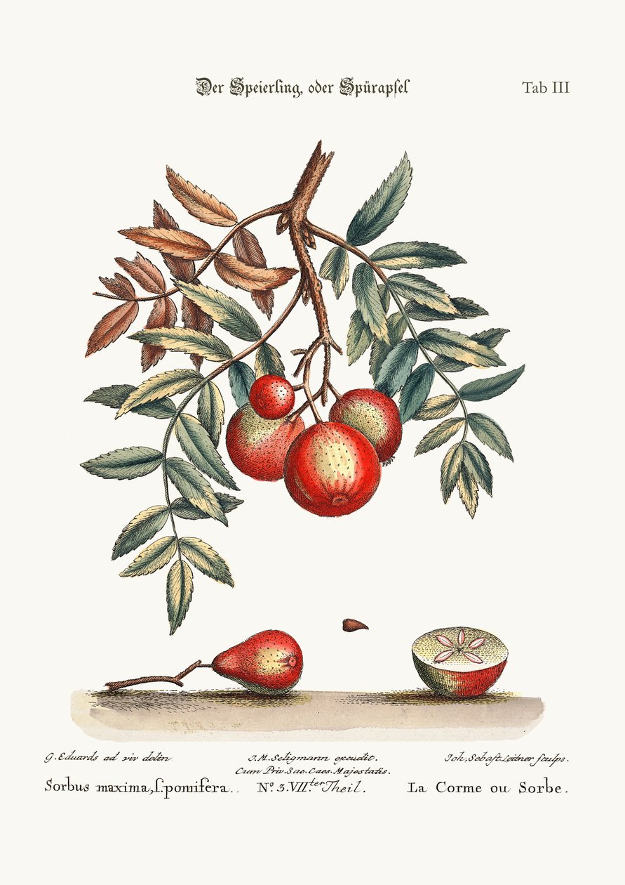 O serviço da Apple, 1749-73 de George Edwards