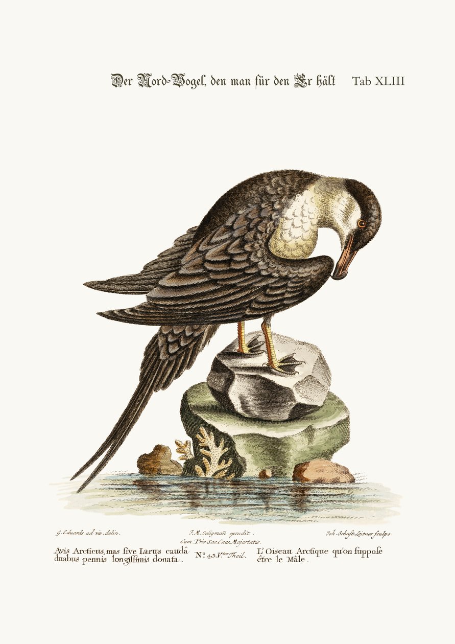 O Pássaro Arctick, supostamente o galo, 1749-73 de George Edwards