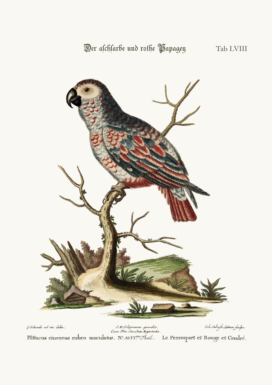 O papagaio de cor cinza e vermelho, 1749-73 de George Edwards