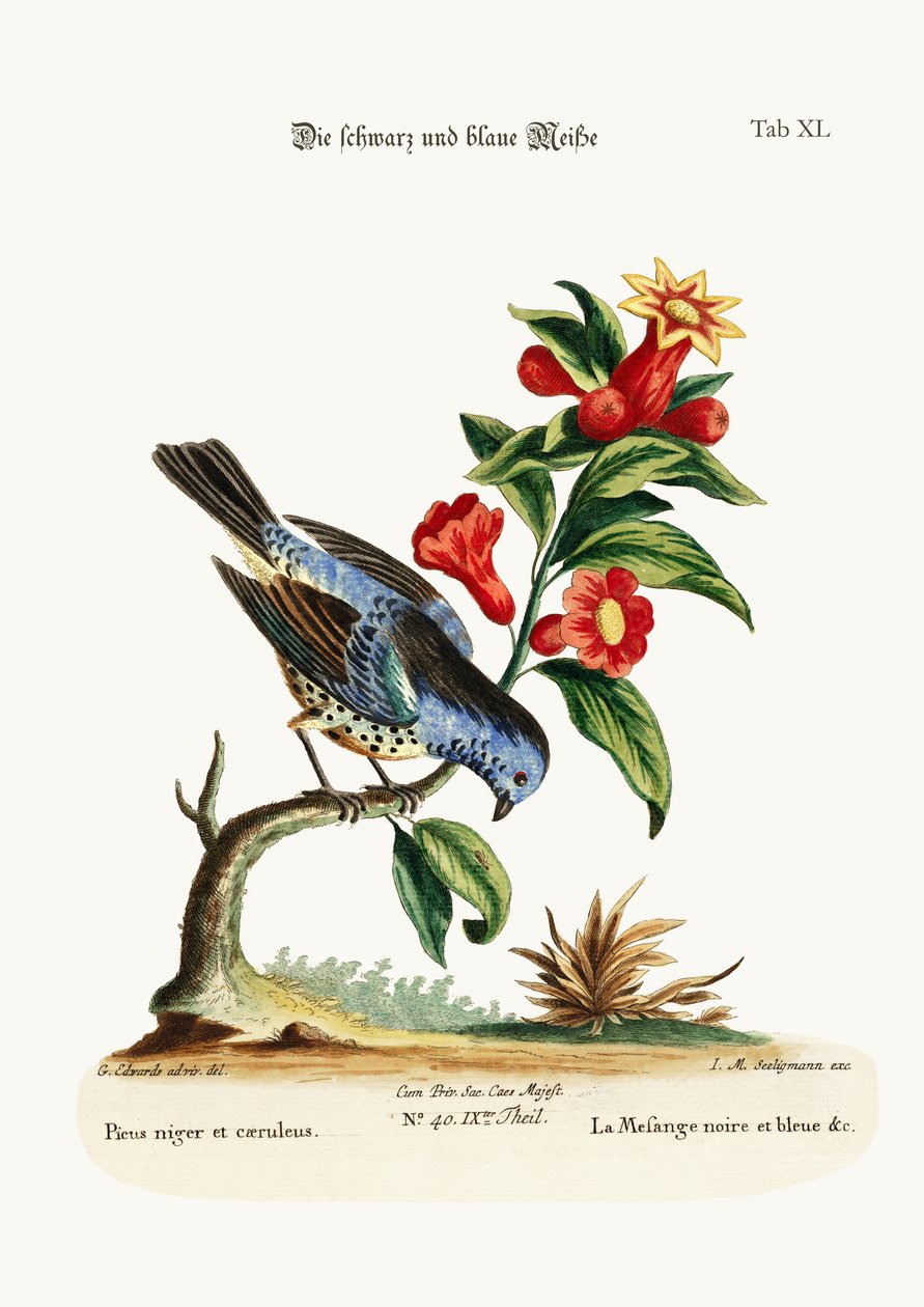 O preto e azul Tit-mouse, 1749-73 de George Edwards