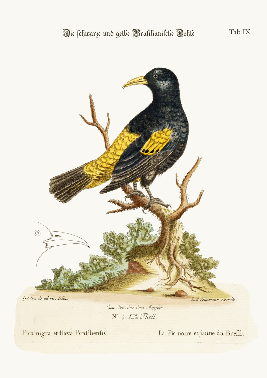 O Daw preto e amarelo do Brasil, 1749-73 de George Edwards