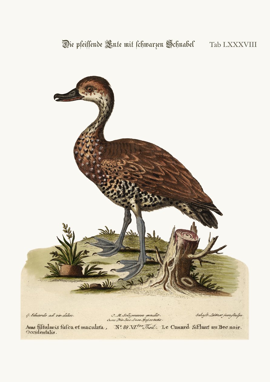 O Pato-assobio de bico preto, 1749-73 de George Edwards