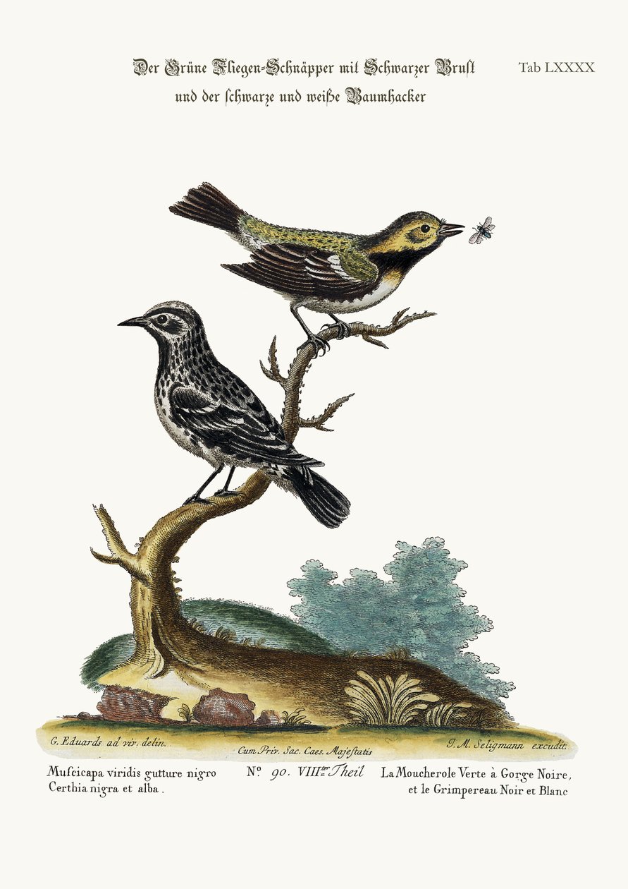 O Flycatcher Verde-de-garganta-preta e o Creeper preto e branco, 1749-73 de George Edwards
