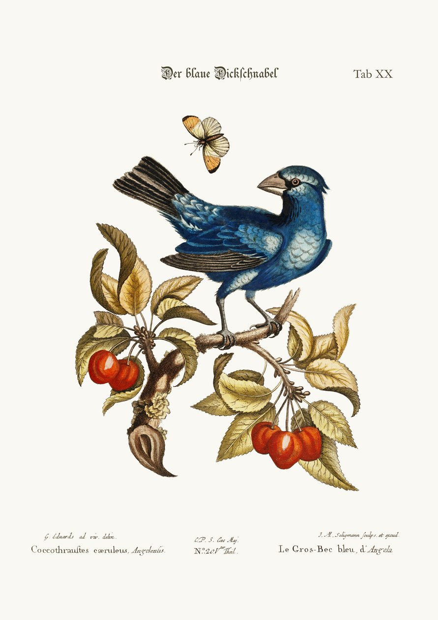 O bico Gros Azul de Angola, 1749-73 de George Edwards
