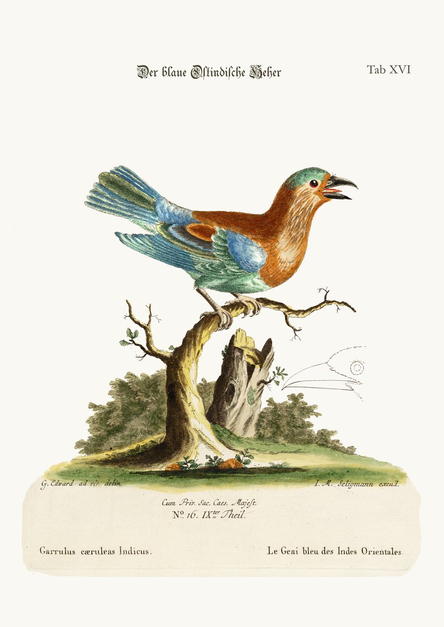 O gaio-azul das Índias Orientais, 1749-73 de George Edwards
