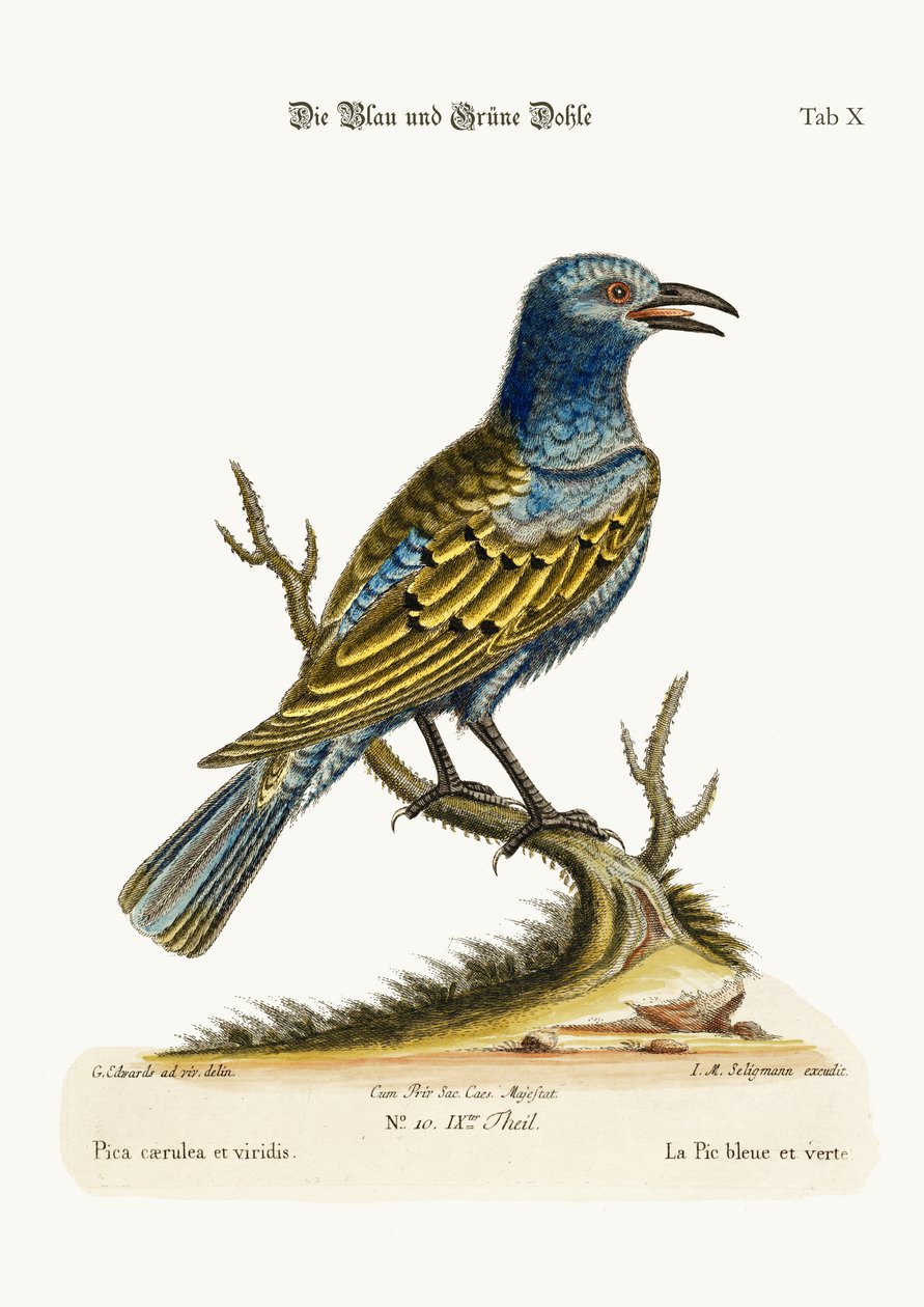 O Daw azul e verde, 1749-73 de George Edwards