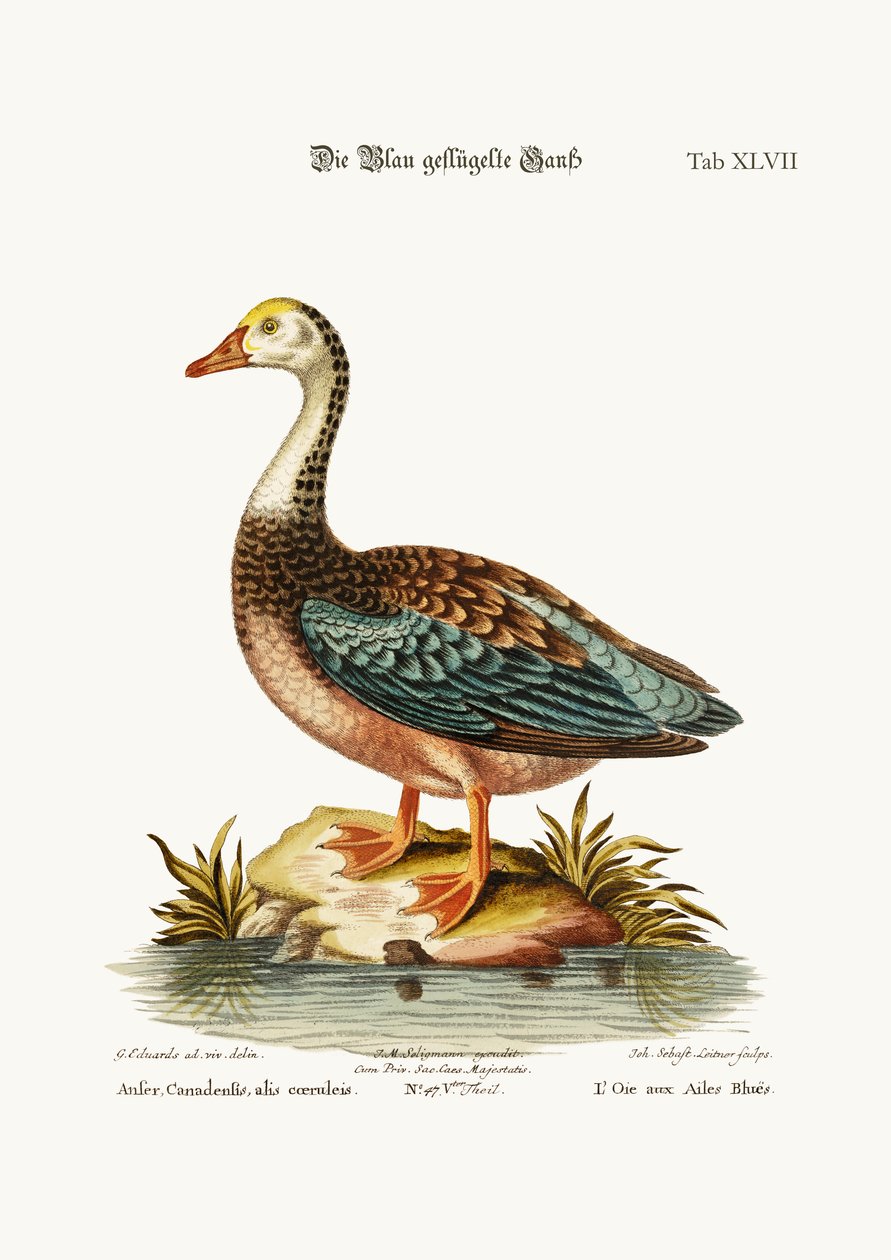 O Ganso Azul-Voado, 1749-73 de George Edwards