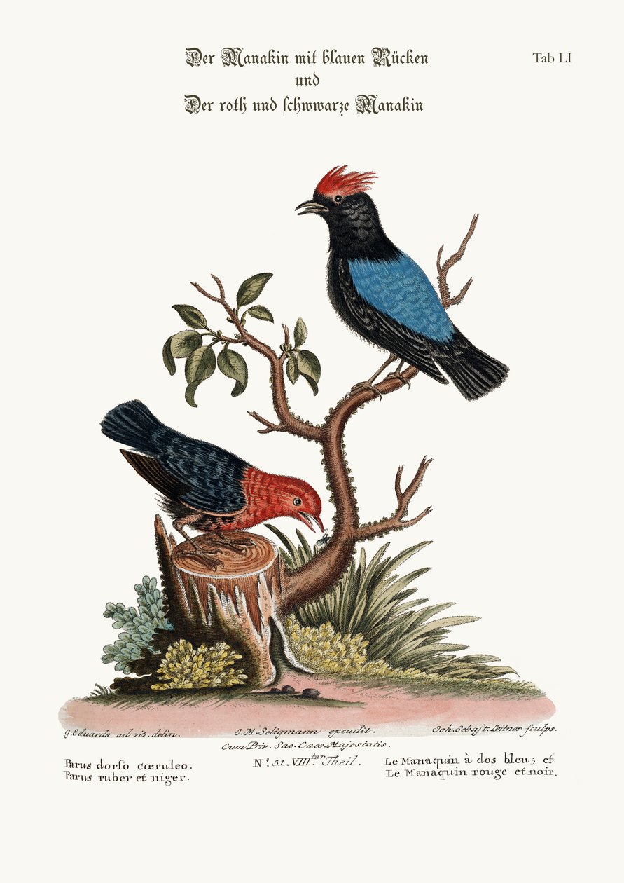 O manakin de dorso azul e o manakin vermelho e preto, 1749-73 de George Edwards