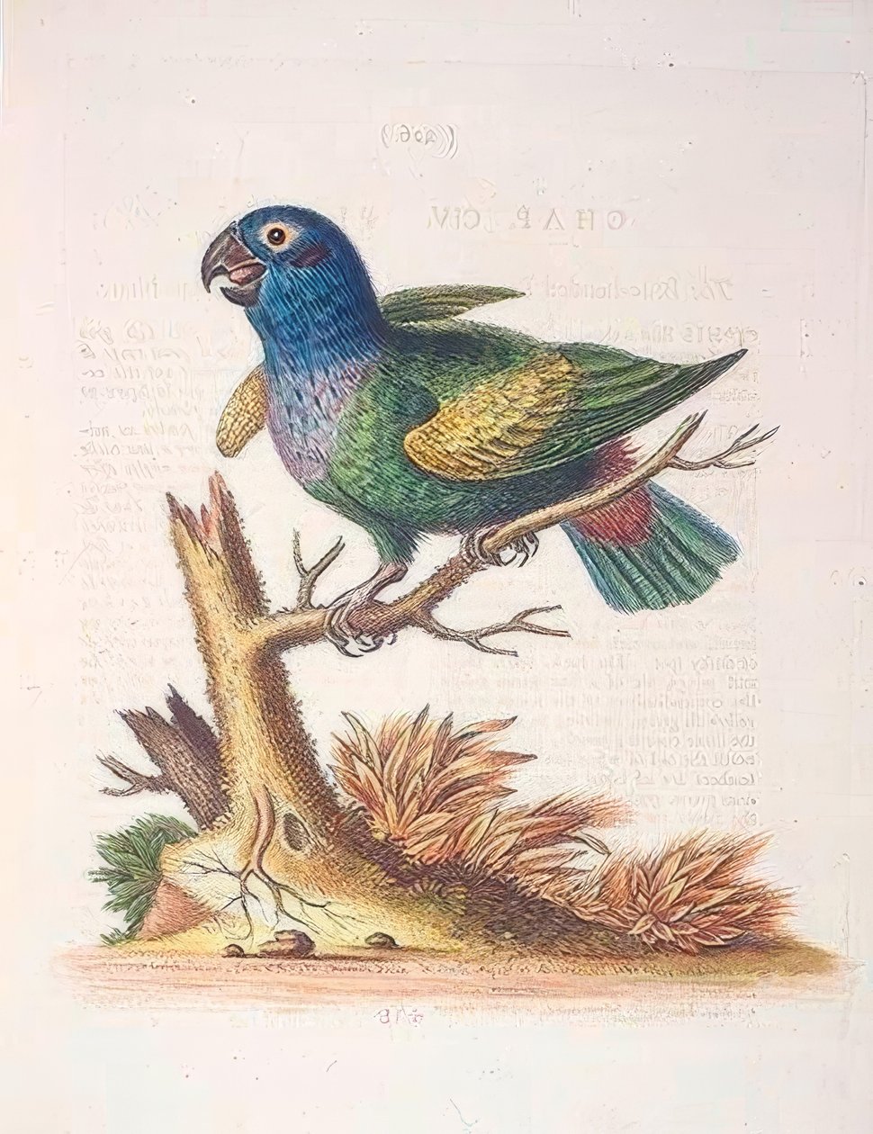 O papagaio Blueheaded. - O papagaio azul de George Edwards