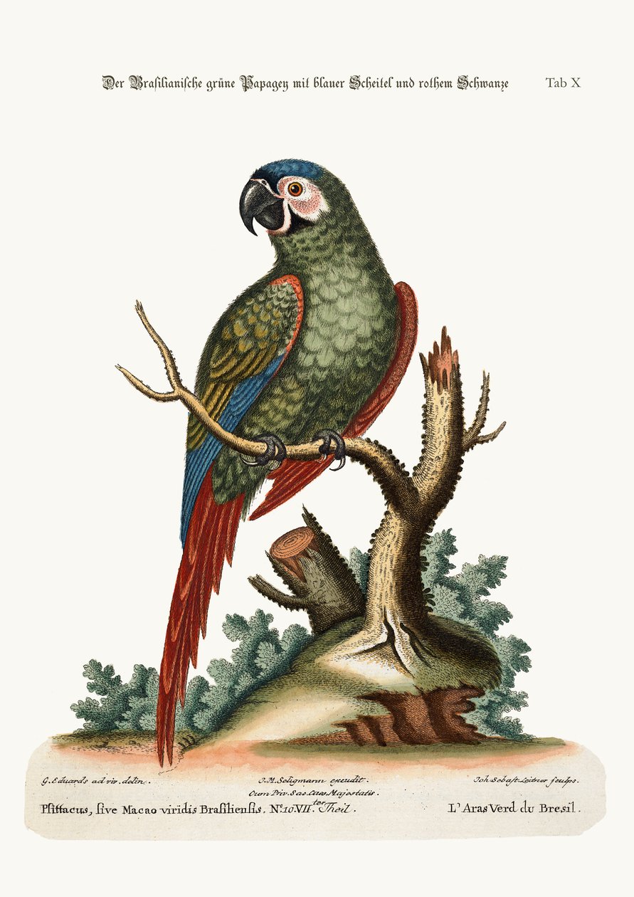 O Macacaú Verde Brasileiro, 1749-73 de George Edwards
