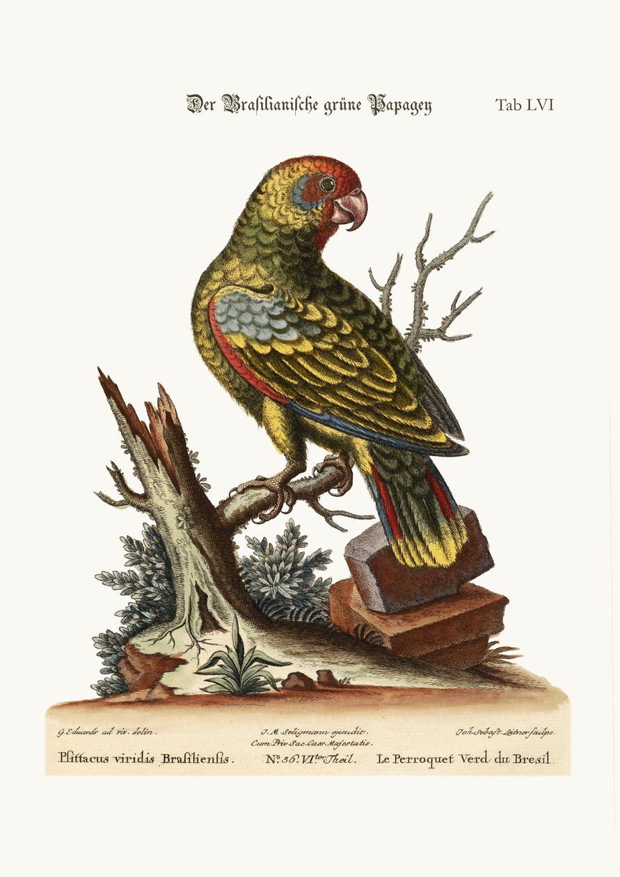 O papagaio verde brasileiro, 1749-73 de George Edwards