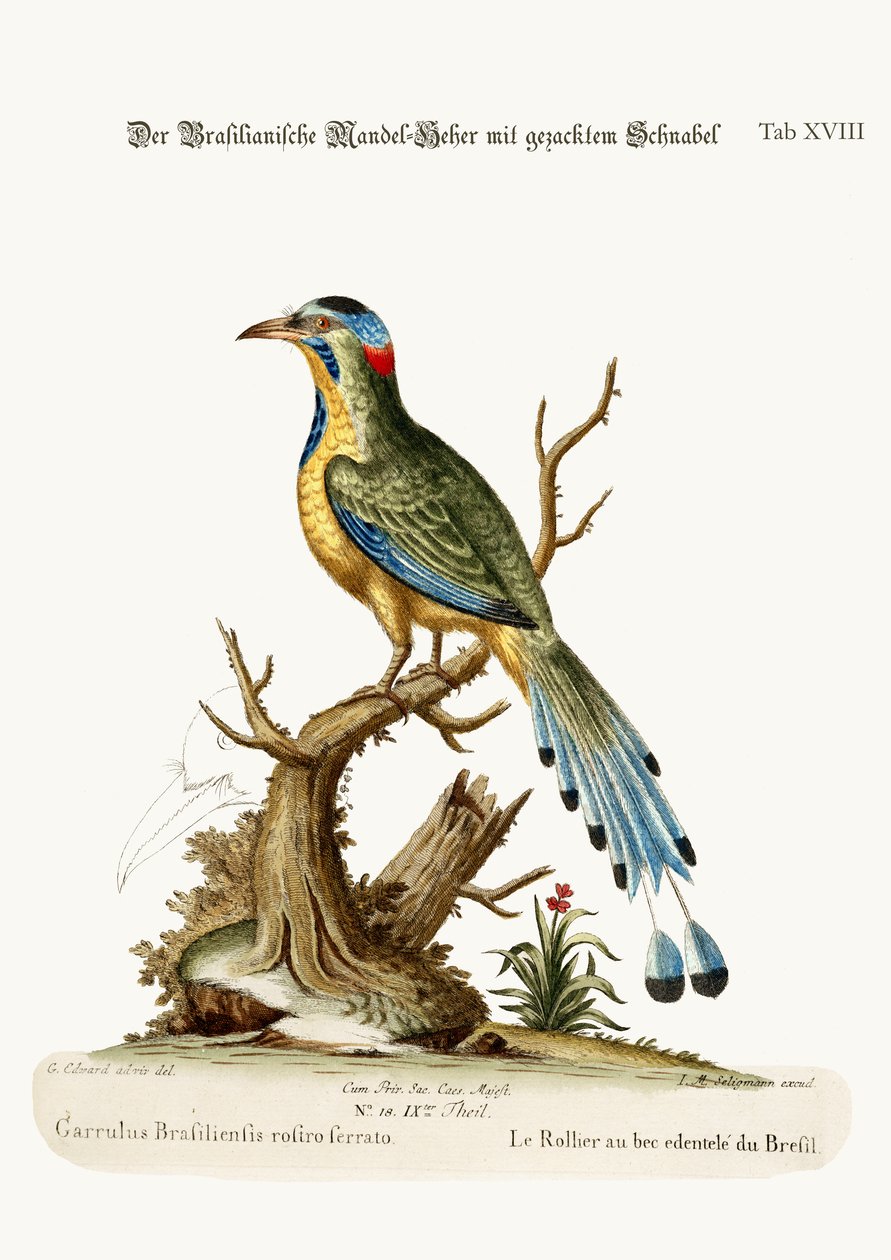 O rolo de serra brasileiro, 1749-73 de George Edwards