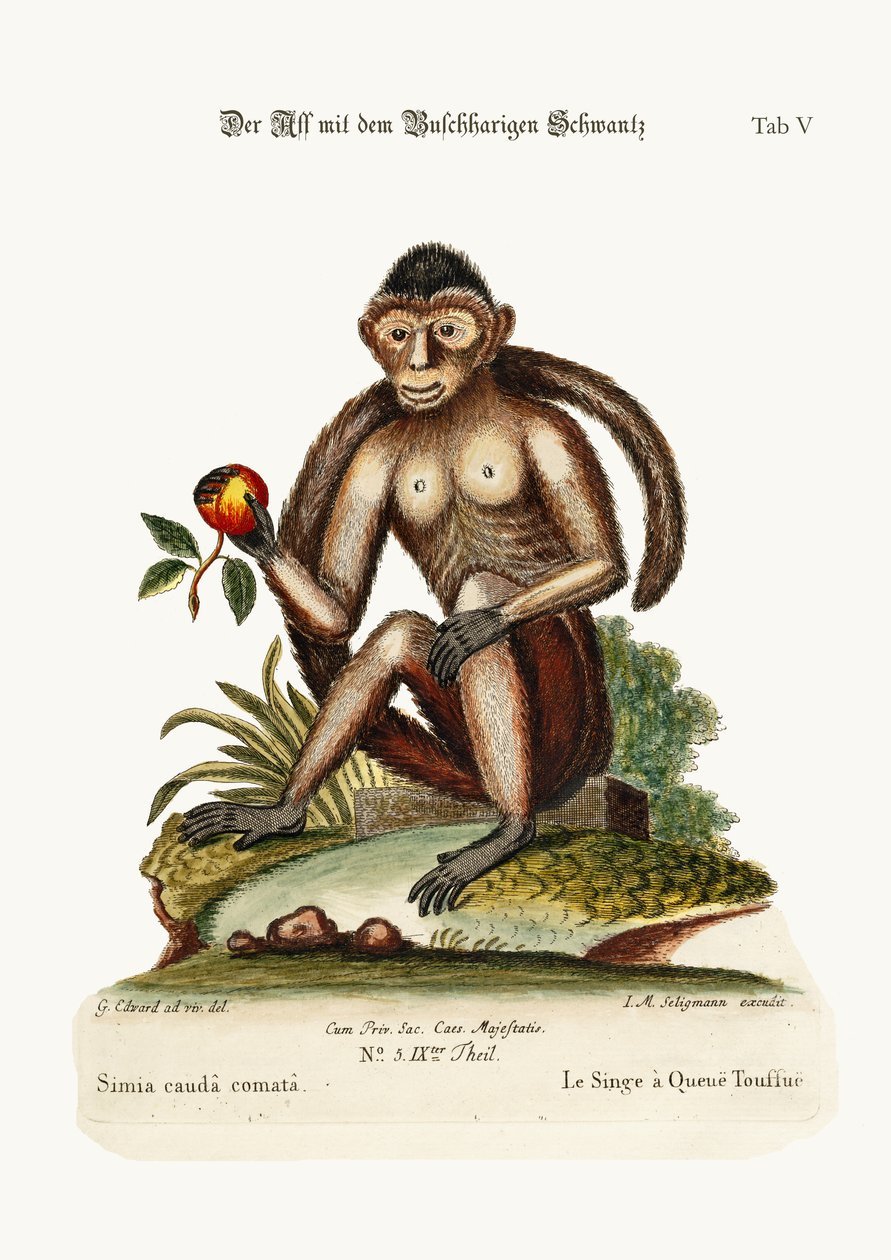 O macaco de cauda de Bush, 1749-73 de George Edwards