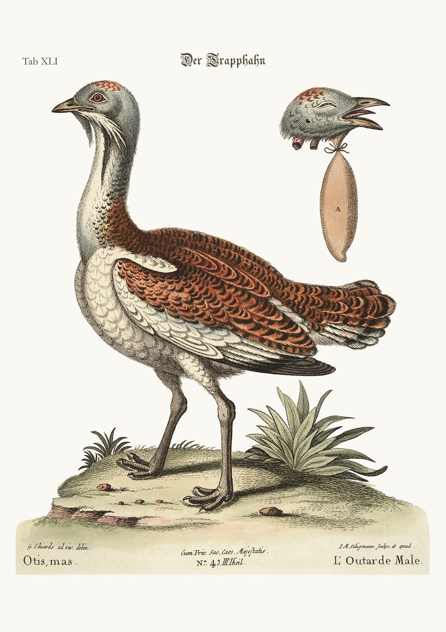 O Bustard Cock, 1749-73 de George Edwards