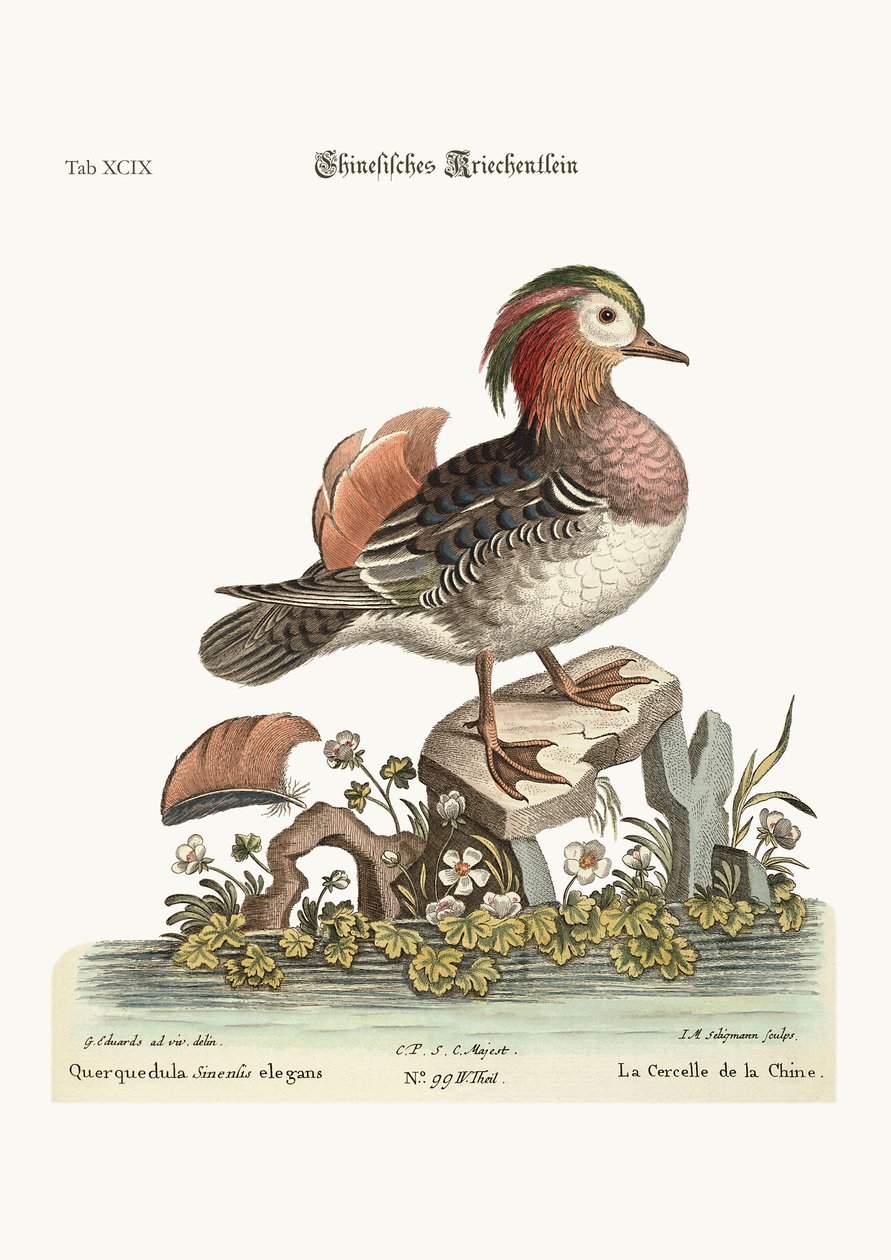 O Cinese Teal, 1749-73 de George Edwards